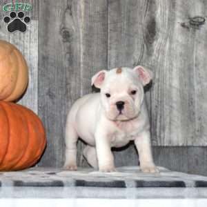 Macy, English Bulldog Puppy