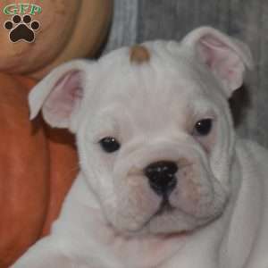Macy, English Bulldog Puppy