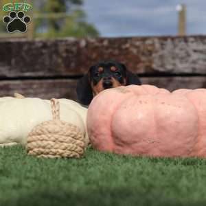 Macy, Dachshund Puppy