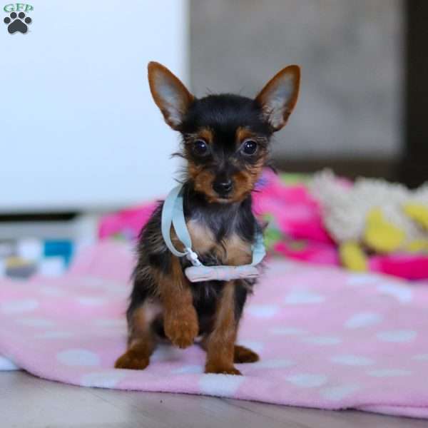 Macy, Yorkie Puppy