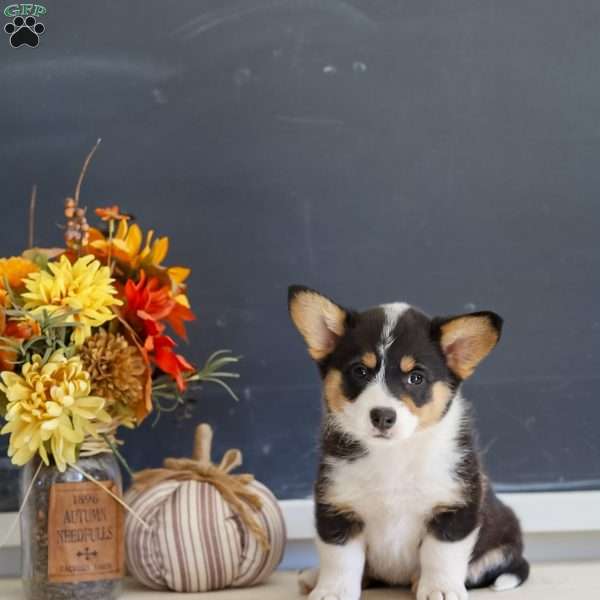 Macy, Pembroke Welsh Corgi Puppy