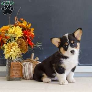 Macy, Pembroke Welsh Corgi Puppy