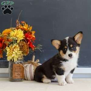 Macy, Pembroke Welsh Corgi Puppy