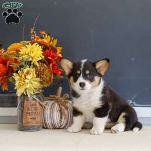 Macy, Pembroke Welsh Corgi Puppy