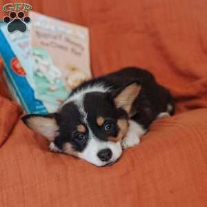 Macy, Pembroke Welsh Corgi Puppy