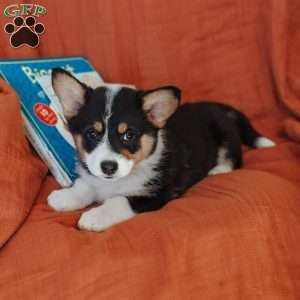 Macy, Pembroke Welsh Corgi Puppy