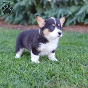 Macy, Pembroke Welsh Corgi Puppy