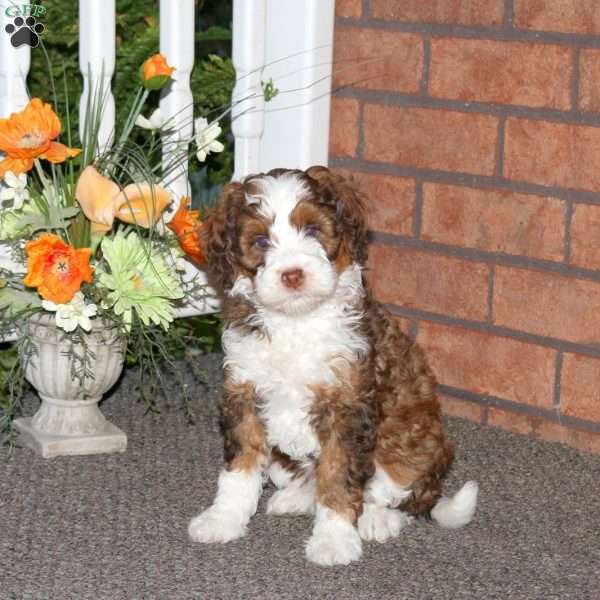 Maddie, Mini Bernedoodle Puppy