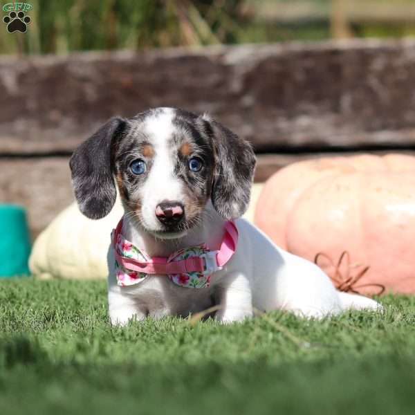 Maddie, Dachshund Puppy