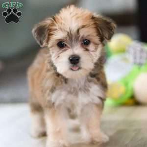Madeline, Morkie / Yorktese Puppy
