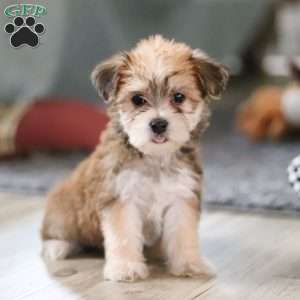 Madeline, Morkie / Yorktese Puppy