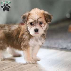 Madeline, Morkie / Yorktese Puppy