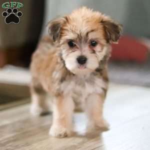 Madeline, Morkie / Yorktese Puppy