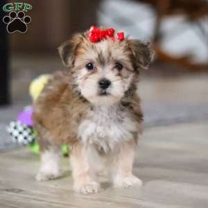 Madeline, Morkie / Yorktese Puppy