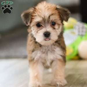 Madeline, Morkie / Yorktese Puppy