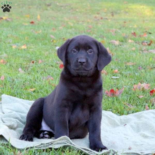 Maeve, Black Labrador Retriever Puppy