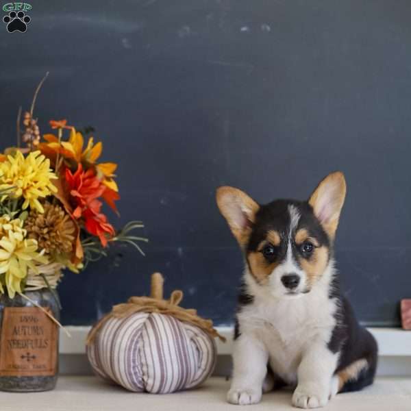 Maeve, Pembroke Welsh Corgi Puppy