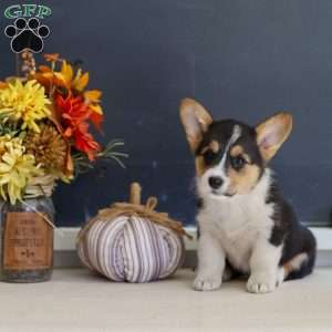 Maeve, Pembroke Welsh Corgi Puppy