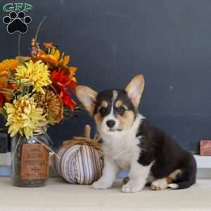 Maeve, Pembroke Welsh Corgi Puppy