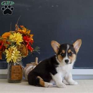 Maeve, Pembroke Welsh Corgi Puppy