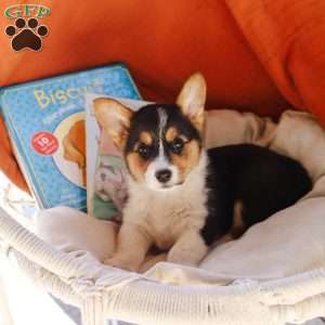 Maeve, Pembroke Welsh Corgi Puppy
