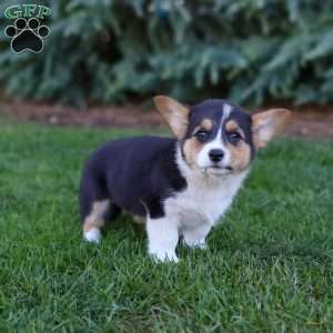 Maeve, Pembroke Welsh Corgi Puppy