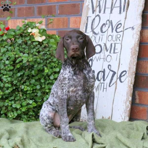 Maggie, German Shorthaired Pointer Puppy