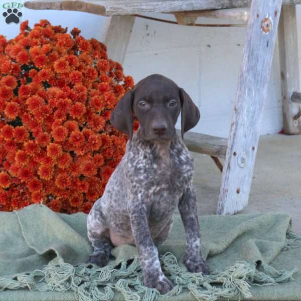 Maggie, German Shorthaired Pointer Puppy