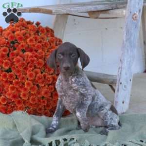 Maggie, German Shorthaired Pointer Puppy