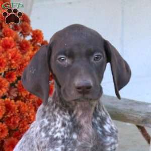 Maggie, German Shorthaired Pointer Puppy