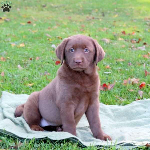 Magnolia, Chocolate Labrador Retriever Puppy