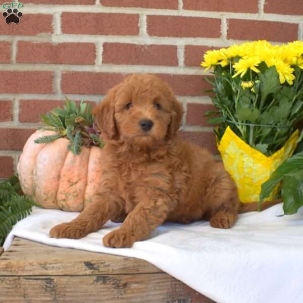 Major, Mini Goldendoodle Puppy