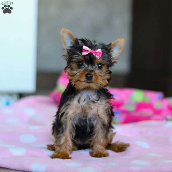 Malorie, Yorkie Puppy