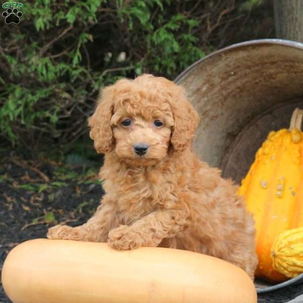 Mandy, Bich-Poo Puppy