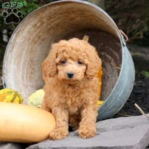 Mandy, Bich-Poo Puppy