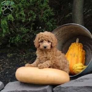 Mandy, Bich-Poo Puppy