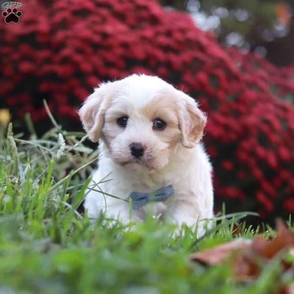 Manny, Cavachon Puppy