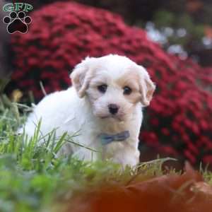 Manny, Cavachon Puppy