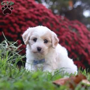 Manny, Cavachon Puppy