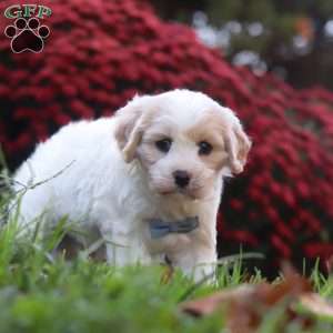 Manny, Cavachon Puppy
