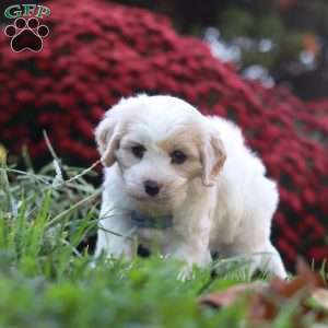 Manny, Cavachon Puppy