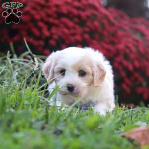 Manny, Cavachon Puppy