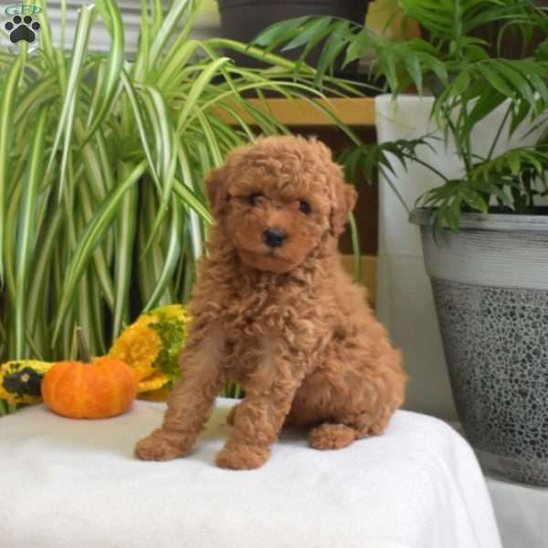 Maple, Miniature Poodle Puppy