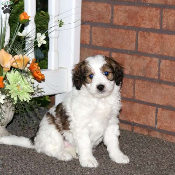Maple, Mini Bernedoodle Puppy