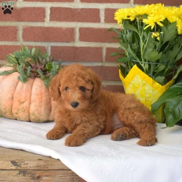 Maple, Mini Goldendoodle Puppy