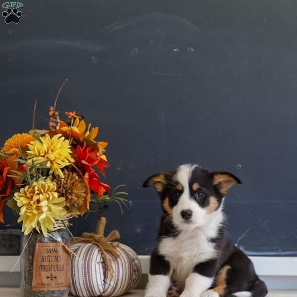 Mara, Pembroke Welsh Corgi Puppy