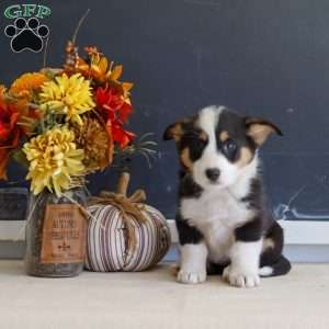 Mara, Pembroke Welsh Corgi Puppy