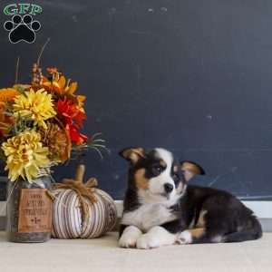 Mara, Pembroke Welsh Corgi Puppy