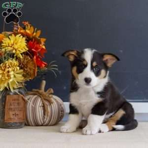 Mara, Pembroke Welsh Corgi Puppy