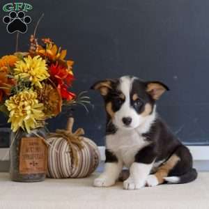 Mara, Pembroke Welsh Corgi Puppy